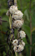 Image of rope dodder