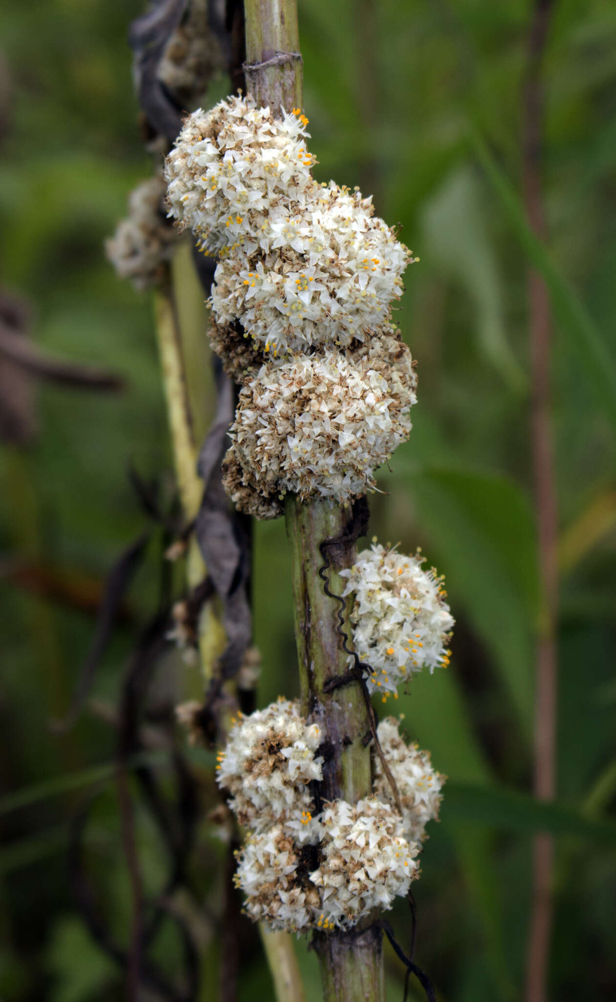 Image of rope dodder