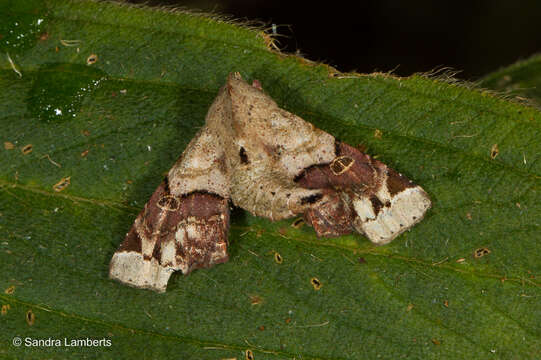 Image of Atacira brunneata