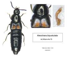 Image of Aleochara (Coprochara) bipustulata (Linnaeus 1760)