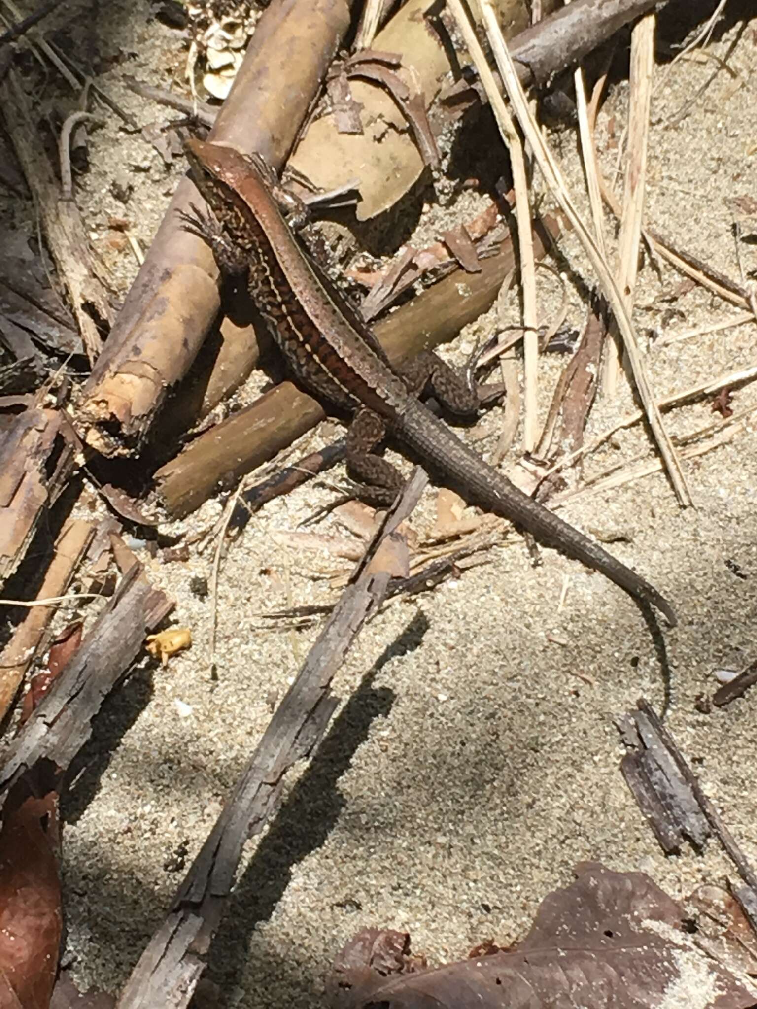 Image of Four-lined Ameiva