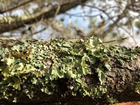 Image of shield lichen