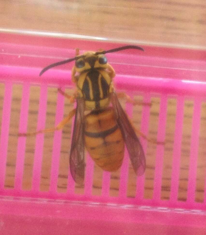 Vespula squamosa (Drury 1770) resmi