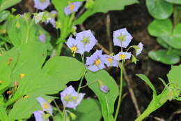 Image of Solanum montanum L.