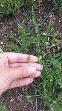 Image of Papaver minus (Bél.) Meikle