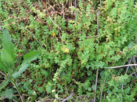 Image of Hypericum scioanum Chiov.