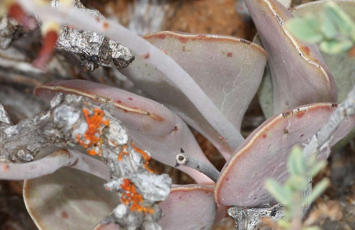 Sivun Adromischus triflorus (L. fil.) Berger kuva