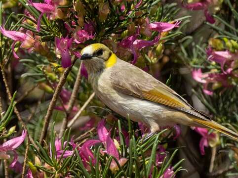 Image of Grey-fronted Honeyeater