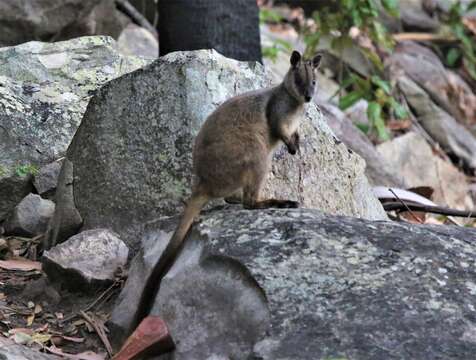 Image of Herbert's Rock Wallaby