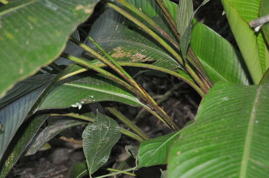 Image of Heliconia lutea W. J. Kress