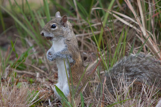 Image of Sciurus carolinensis extimus Bangs 1896