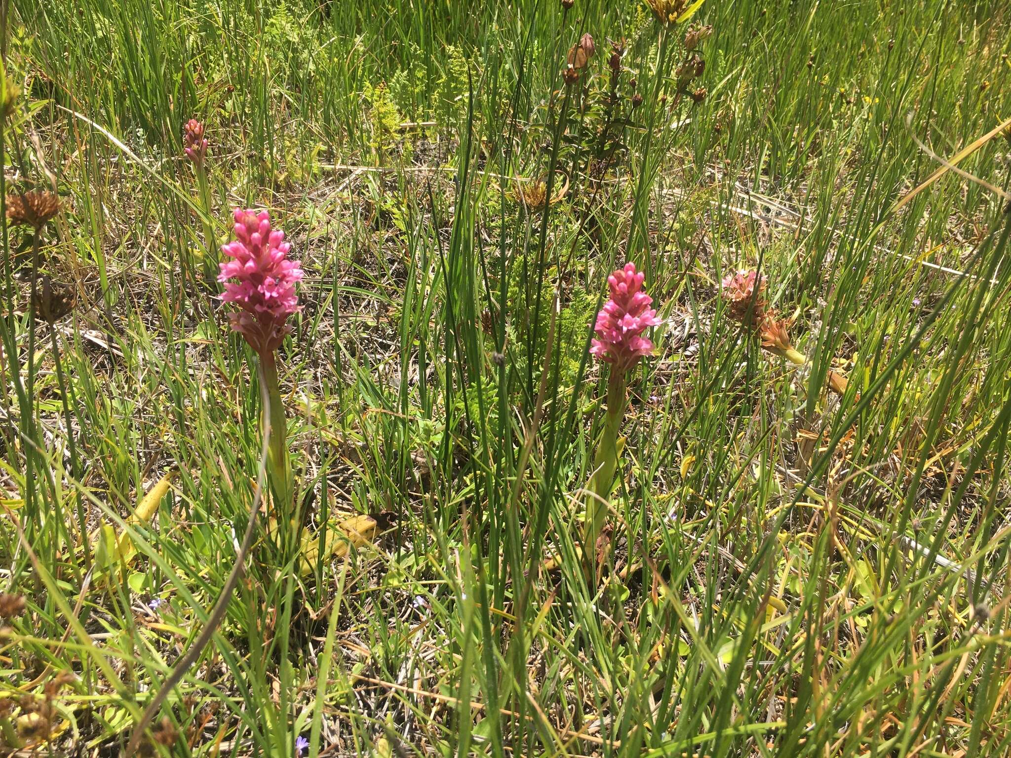 Image of Satyrium hallackii subsp. hallackii