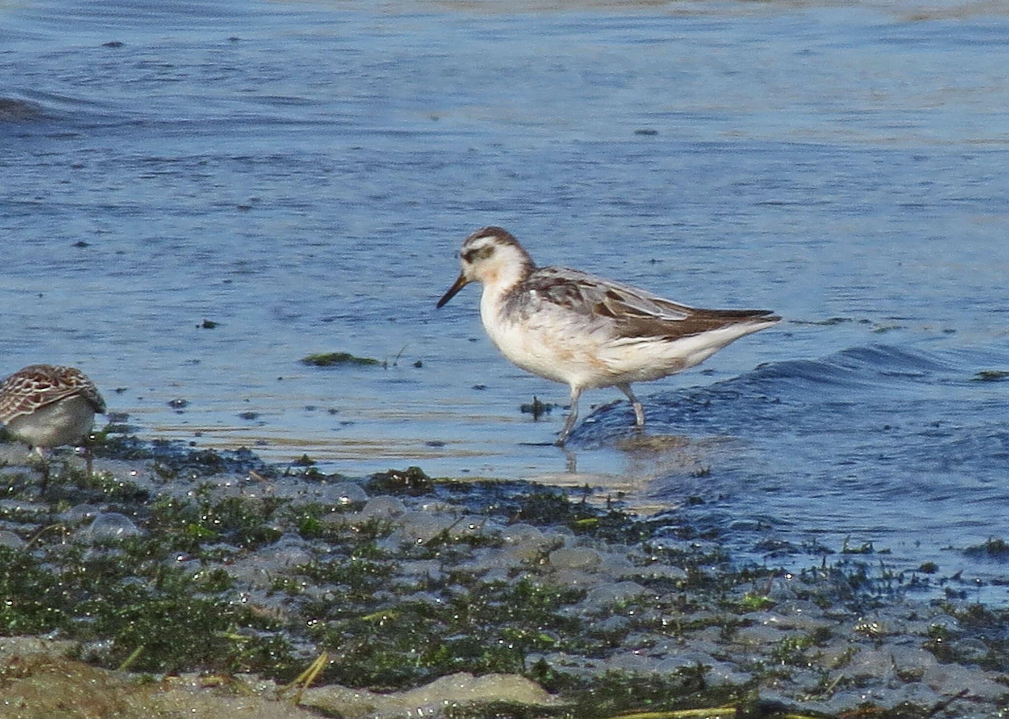 Image of Grey (Red) Phalarope