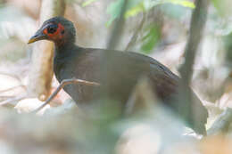 Image of Philippine Megapode