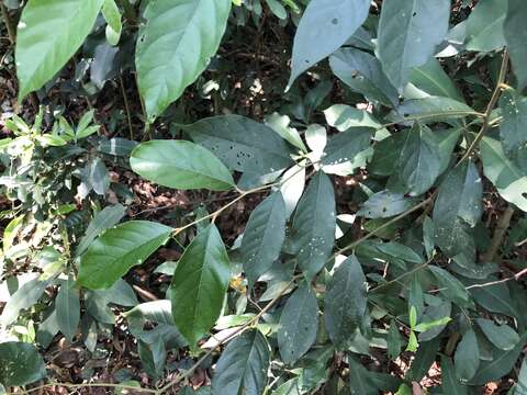 Plancia ëd Styrax suberifolius Hook. & Arn.