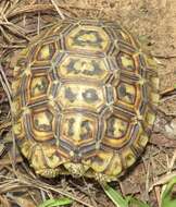 Image of Southeastern hinge-back tortoise