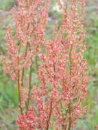 Imagem de Rumex hastatulus Baldw. apud Ell.