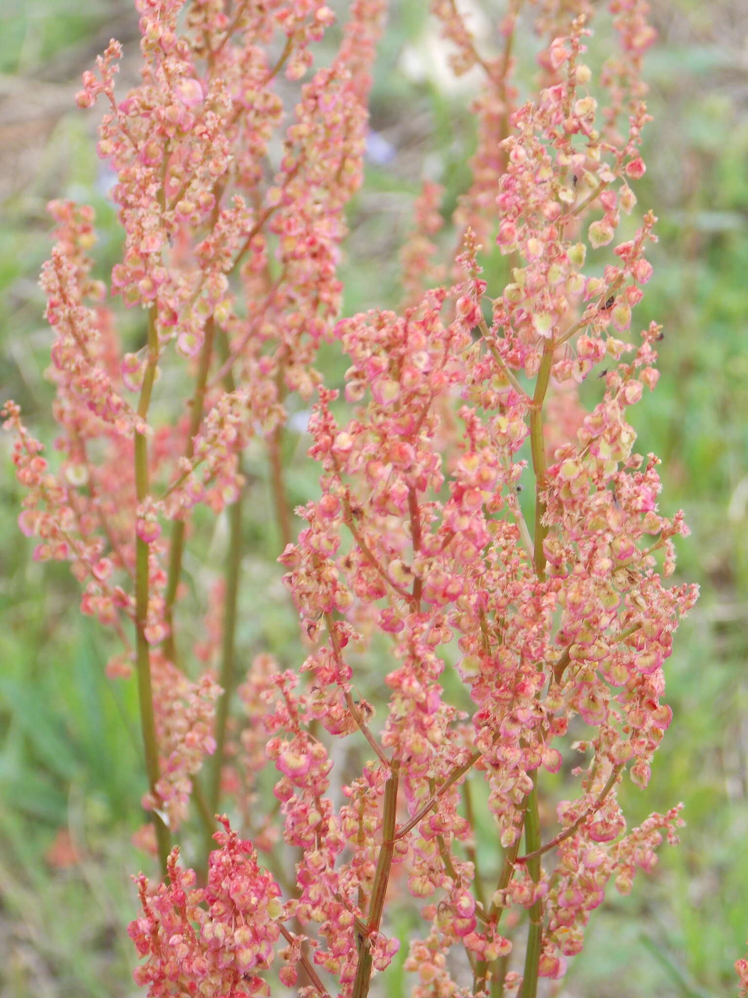 Imagem de Rumex hastatulus Baldw. apud Ell.