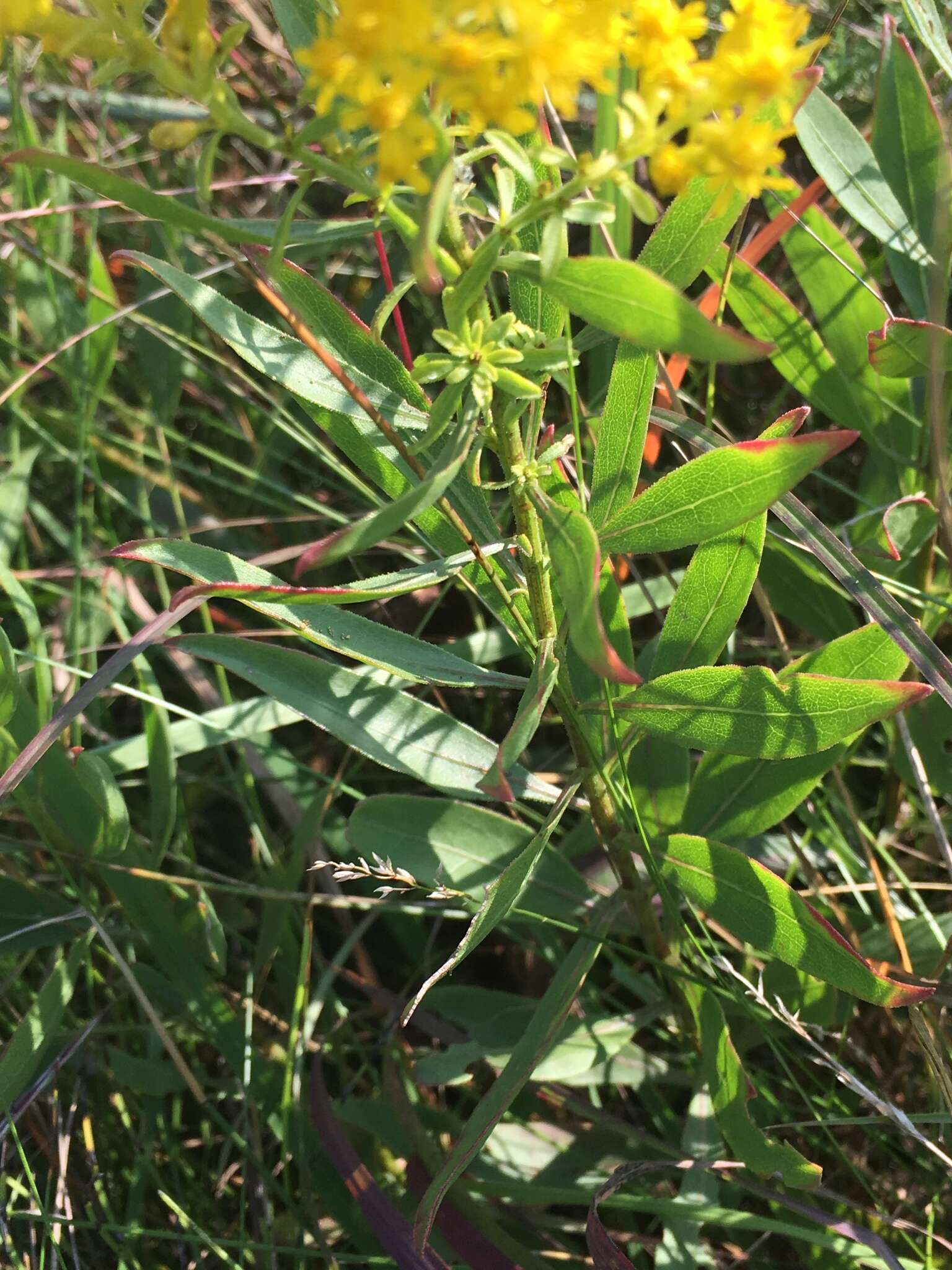 Image of showy goldenrod