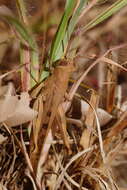 Austracris basalis (Walker & F. 1870) resmi