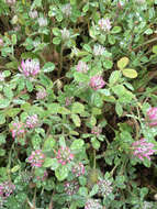 Image of rose clover