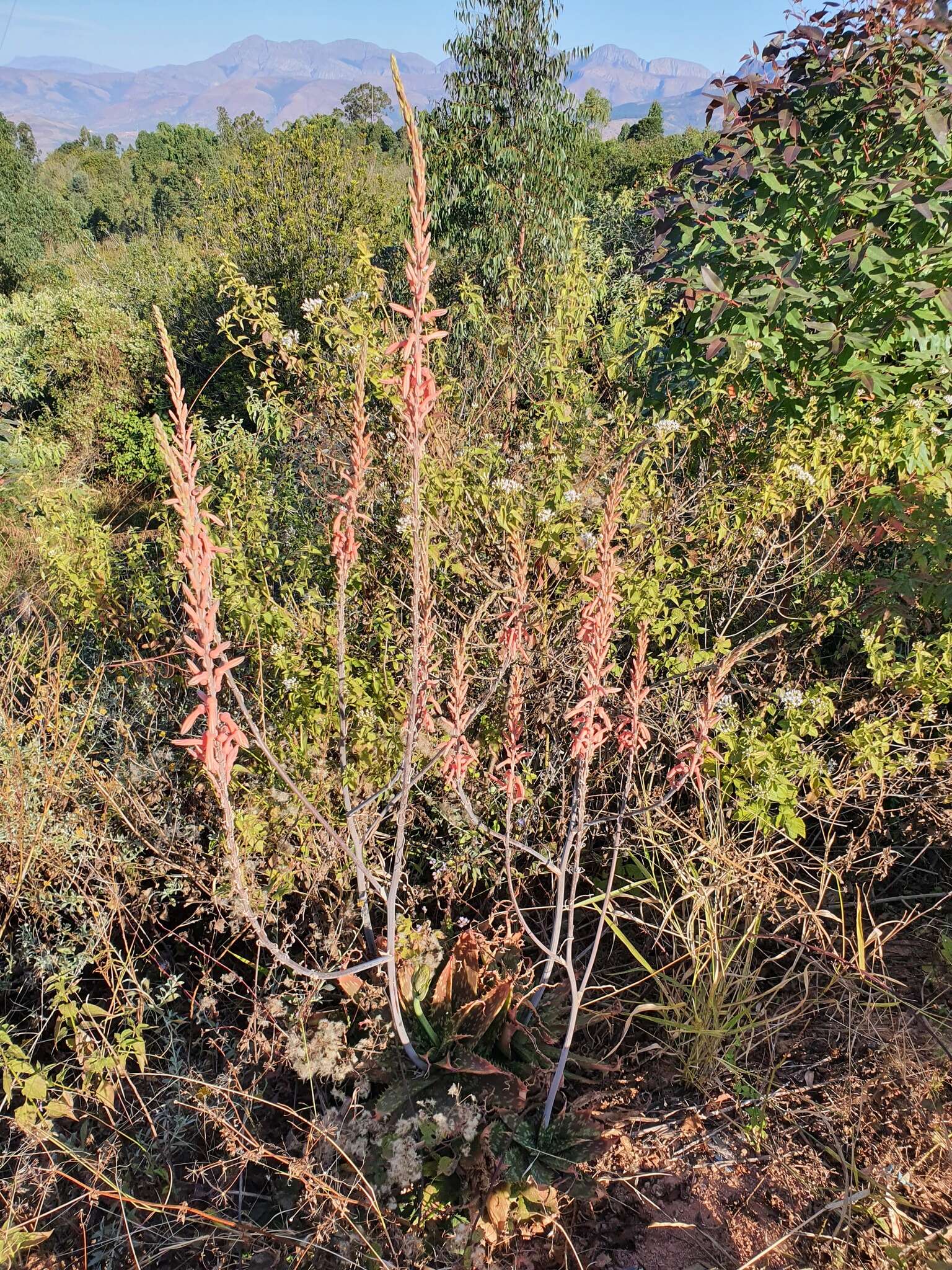 Image of Aloe greatheadii Schönland