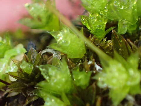 Image of Canary bryum moss