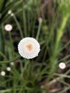 Imagem de Paepalanthus chiquitensis Herzog