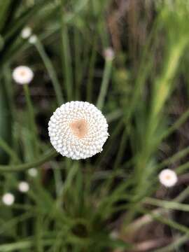 Image of Paepalanthus chiquitensis Herzog