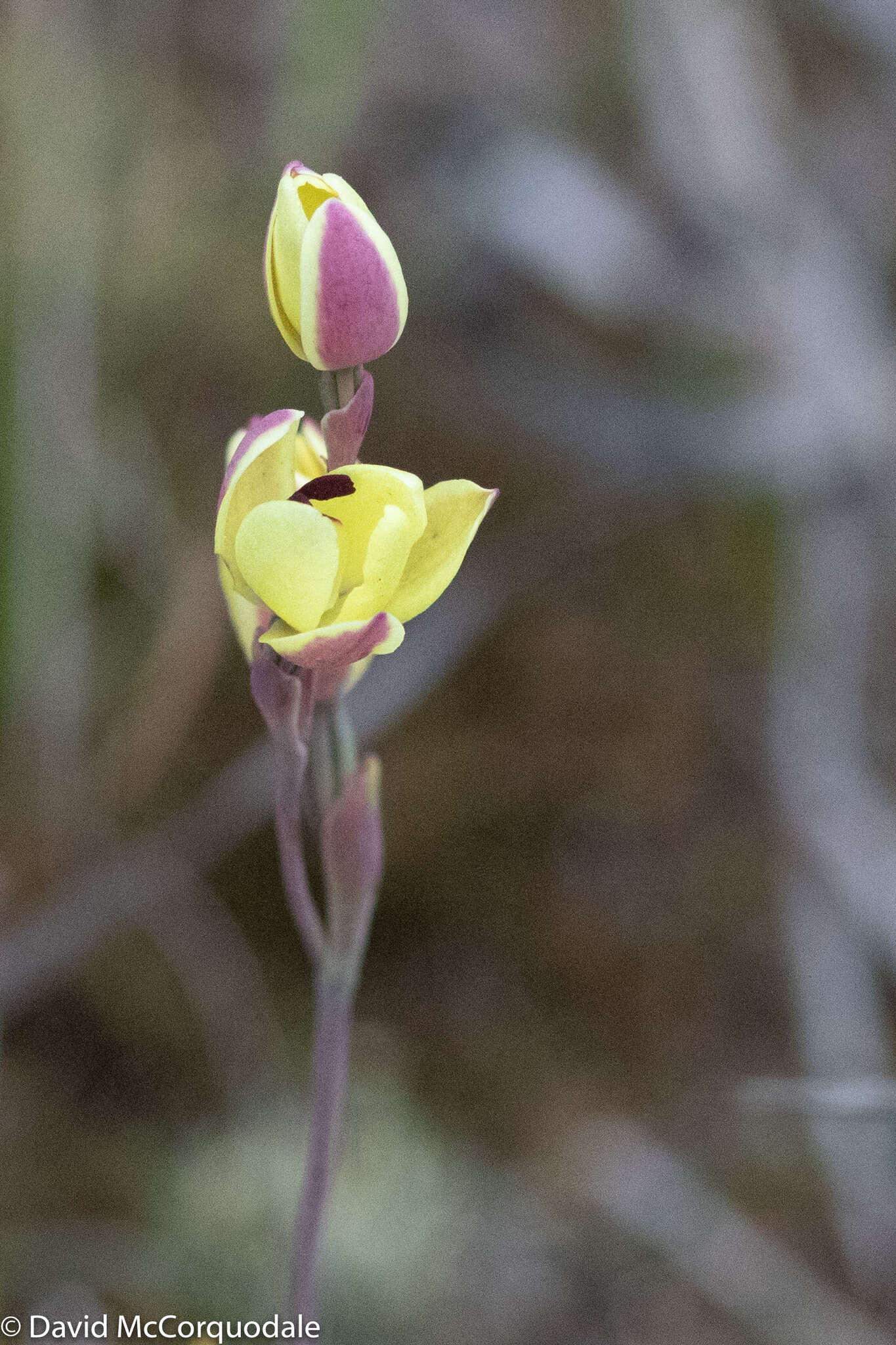 Image of Rabbit-eared sun orchid