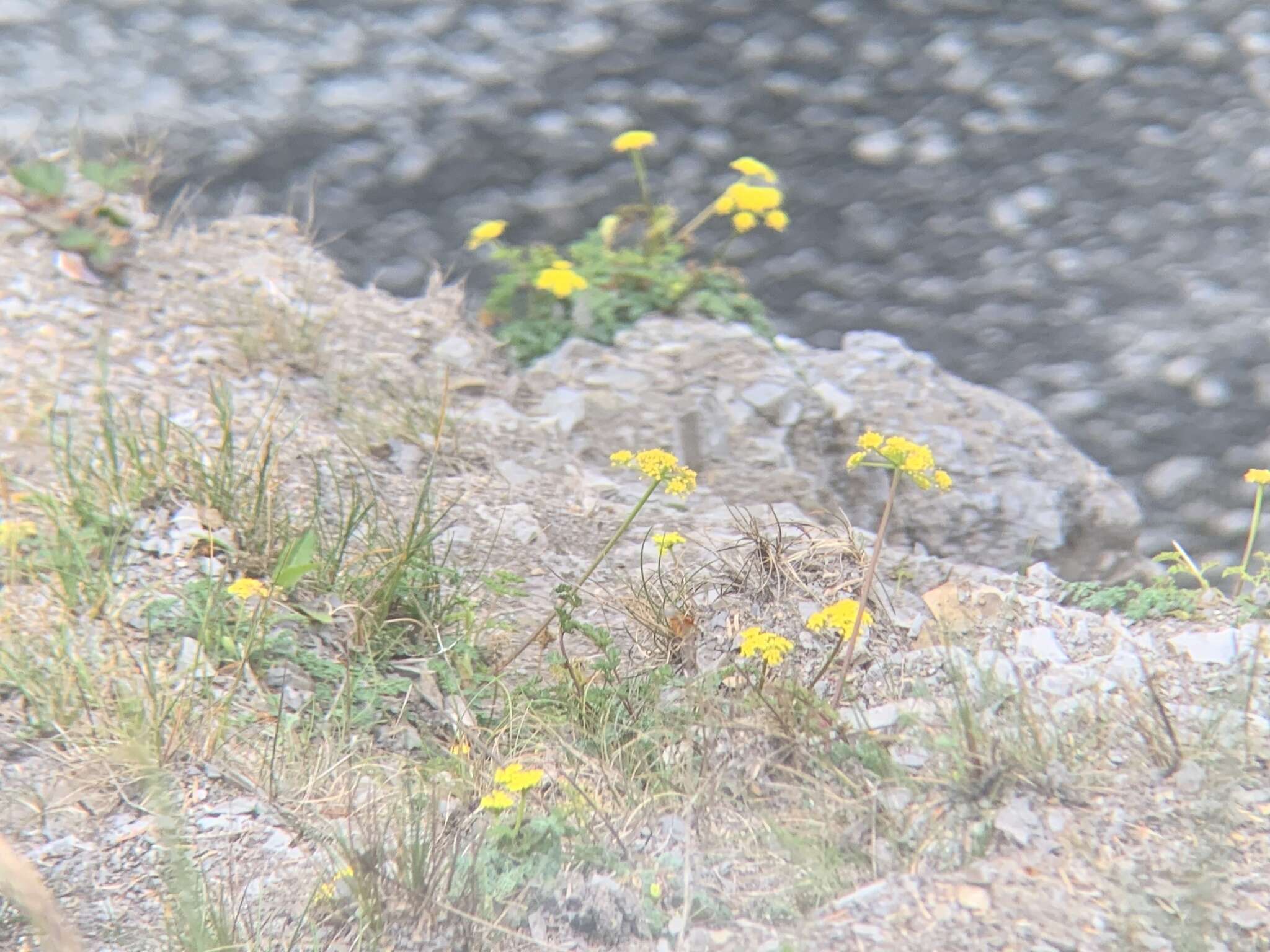 Image of cascade desertparsley