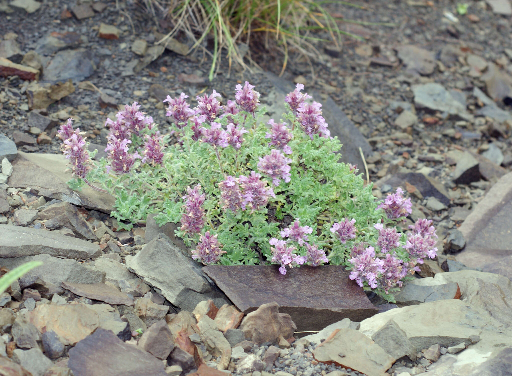 Image of Dracocephalum botryoides Steven