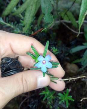 Glandora prostrata subsp. lusitanica (Samp.) D. C. Thomas的圖片