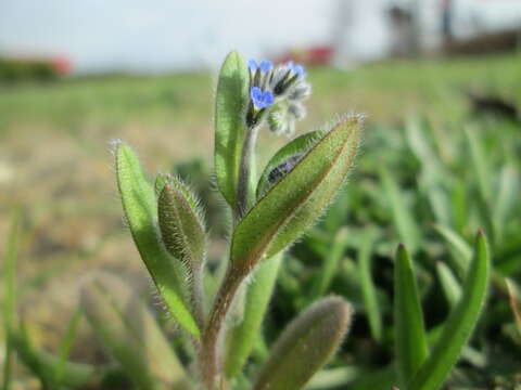 Слика од Myosotis ramosissima Rochel