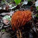 Image of Phaeoclavulina cokeri (R. H. Petersen) Giachini 2011