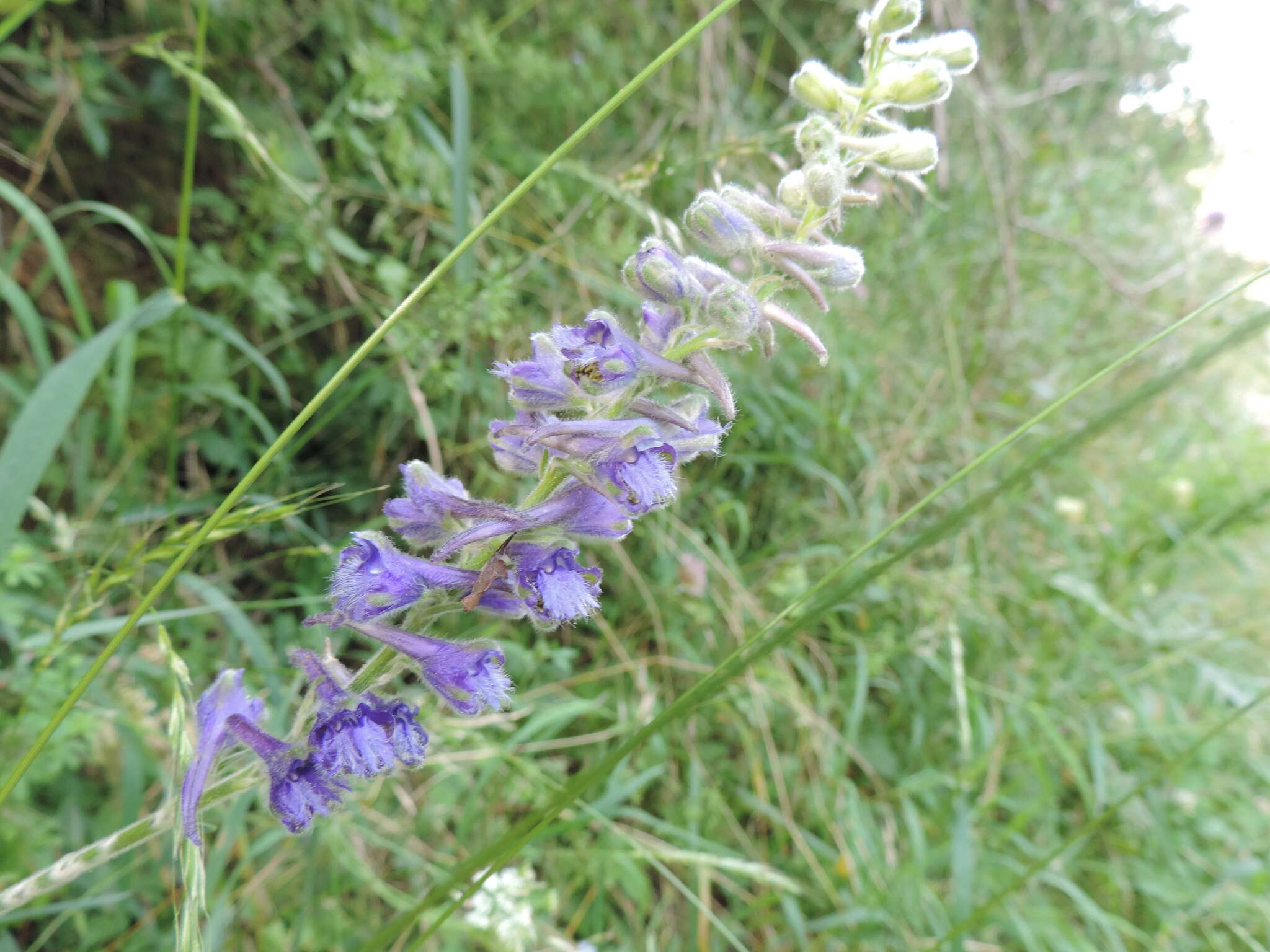 Image of Delphinium fissum Waldst. & Kit.