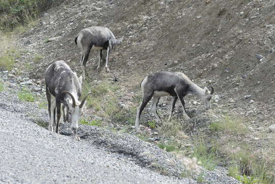 Image of Stone sheep