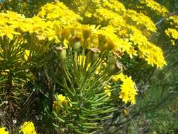 Image of Euryops linifolius (L.) DC.