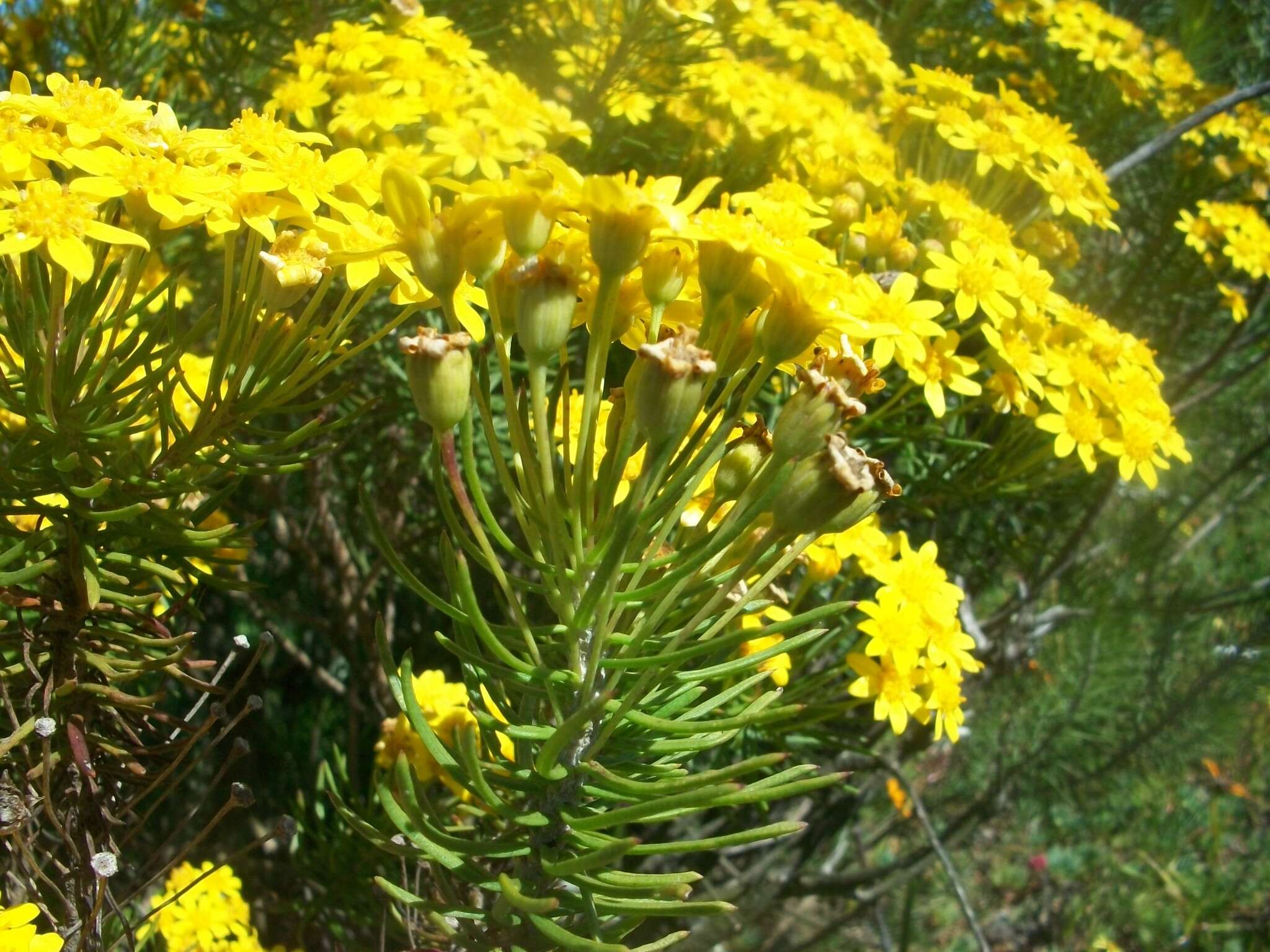 Euryops linifolius (L.) DC. resmi