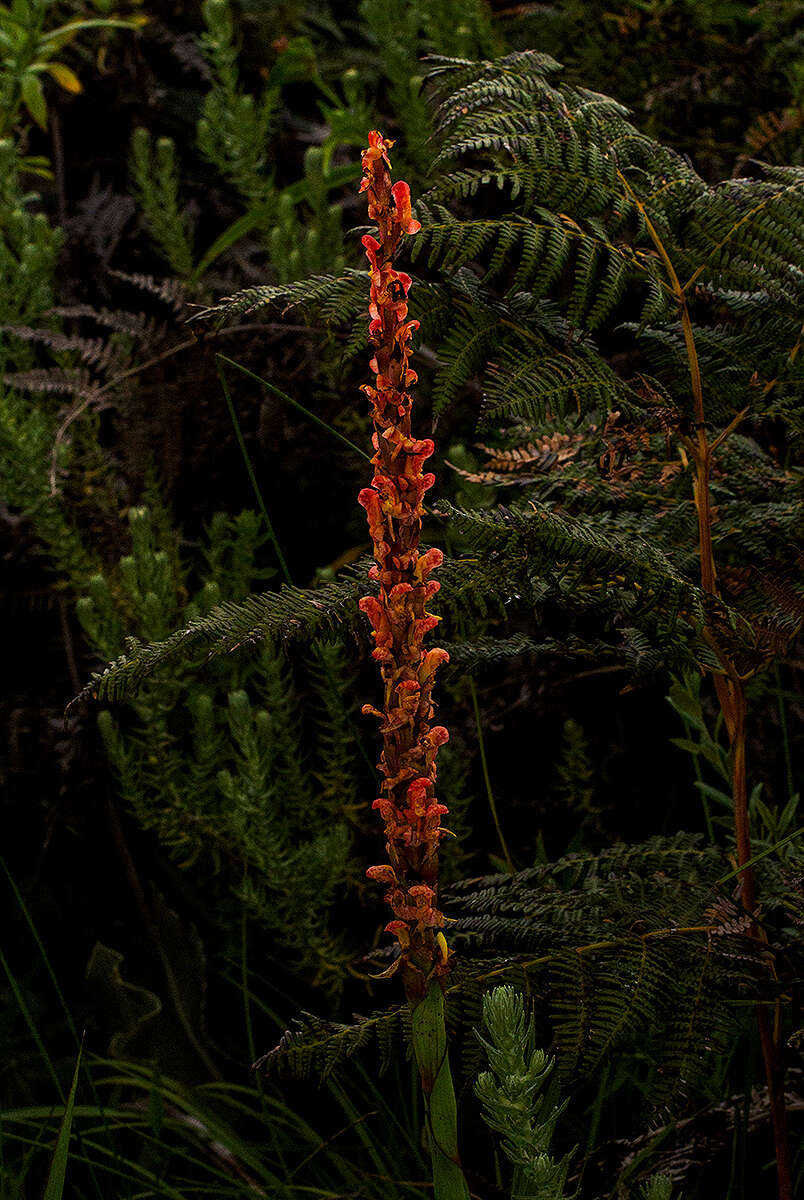 Sivun Disa satyriopsis Kraenzl. kuva