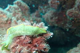 Image of lettuce slug