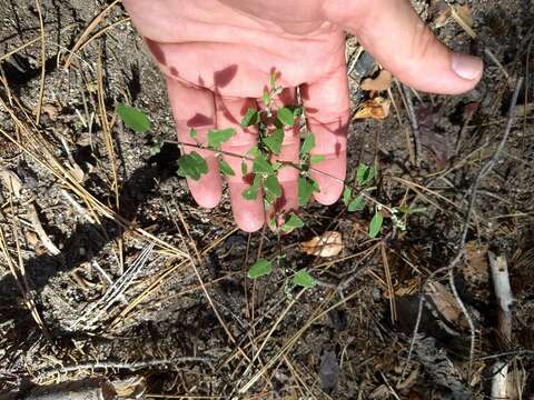 Image of Fremont's Goosefoot