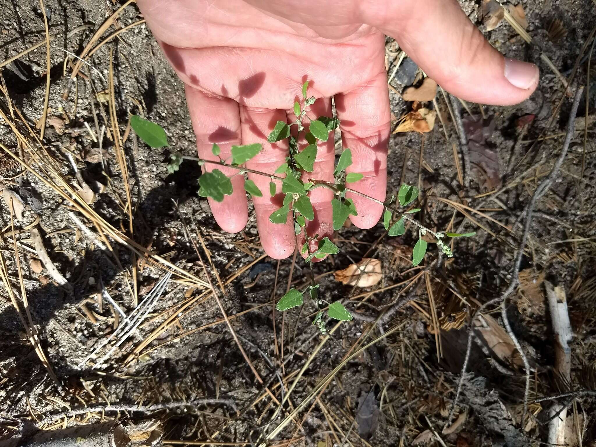 Chenopodium fremontii S. Wats. resmi