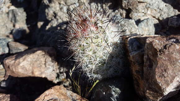 Image of Common Fishhook Cactus