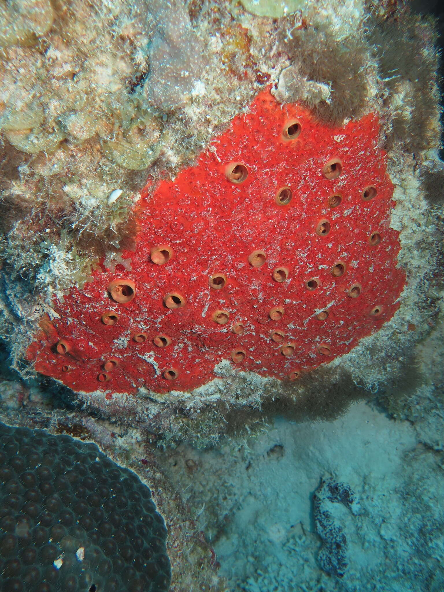 Image of Cliothosa delitrix (Pang 1973)