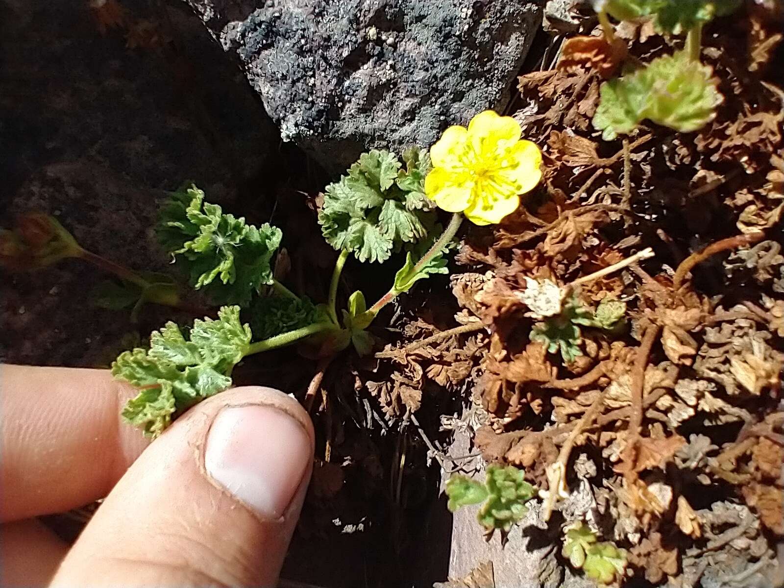 Image of sparseleaf cinquefoil