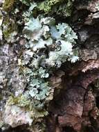 Image of parmotrema lichen