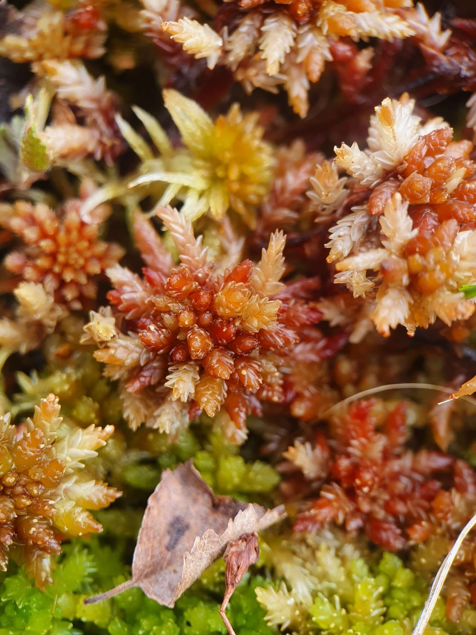 Imagem de <i>Sphagnum medium</i>