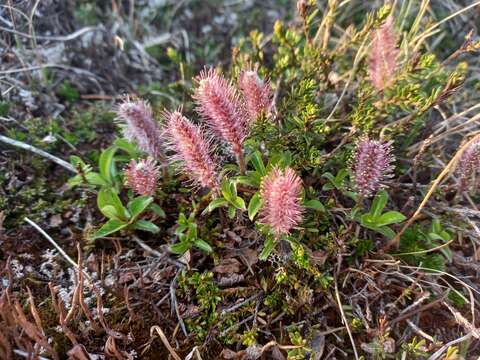 Salix chamissonis Anderss.的圖片