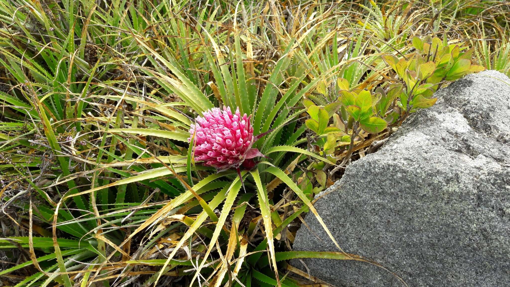 Ochagavia carnea (Beer) L. B. Sm. & Looser的圖片